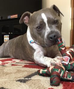 KONG PetStix Assorted Lg Large Standard Packaging 17 71ULFsx96yL