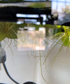 12 Amazon Frogbit (Limnobium Laevigatum), Live Aquarium/Aquatic Floating Plant by G&Z 32 71UMq5qRuoL