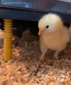 Premier Chick Heating Plate Kit - Includes Cover and Warms Up to 20 Chicks - 12" W x 12" L 24 71UO1WcvcpL