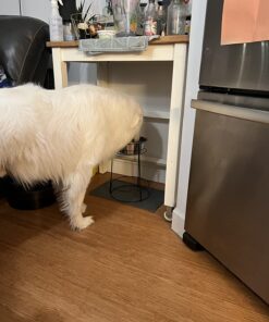 SPOT Elevated Dog Feeder, Stainless Steel, Single Bowl, Hygienic, Easy to Clean, Promotes Proper Posture, Ideal for Medium and Large Breeds, 14-Inch 31 71UOTf6AML