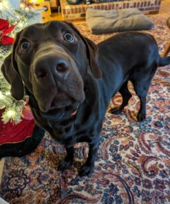 AIRROBO Dog Hair Vacuum & Dog Grooming Kit, 12000Pa Strong Pet Grooming Vacuum, 2L Large Capacity Dog Vacuum for Shedding Grooming Hair, Quiet, 5 Pet Grooming Tools, PG100 48 71UOWuhqzIL