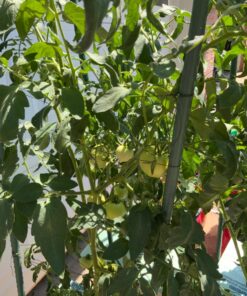 General Hydroponics MaxiGro Plant Food For Vigorous Growth, 2.2 lb 41 71UP4pRidfL