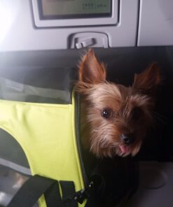 Paws & Pals Airline Approved Pet Carrier - Soft-Sided Carriers for Small Medium Cats and Dogs Air-Plane Travel On-Board Under Seat Carrying Bag with Fleece Bolster Bed for Kitten Cat Puppy Dog Taxi Green 37 71UPiDTdhNL