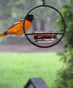 Mosaic Birds Hummble Basic Bird Feeder, M045-200, 3.4 Ounce Capacity, Clear, 1 Piece 46 71UQk tzMWL