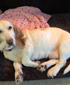 Furhaven Orthopedic Dog Bed for Large/Medium Dogs w/ Removable Washable Cover, For Dogs Up to 55 lbs - Ultra Plush Faux Fur & Suede Mattress - Chocolate, Large Ultra Plush Curly Faux Fur (Chocolate) 36.0"L x 27.0"W x 3.0"Th Orthopedic Foam 41 71UV8hGhm5L 1