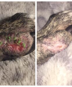 PetSilver Wound & Skin Spray with Chelated Silver, Allergy Relief for Dogs Itching, Hot Spot Treatment for Dogs, Cat and Dog Wound Care, All Natural Skin Soother for Dogs, Made in USA, 8 fl oz 8 oz 16 71UVl908vzL