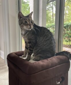 MidWest Homes for Pets 137-BR 'The Original' Curious Cat Cube, Cat House / Cat Condo in Brown Faux Suede & Synthetic Sheepskin Brown Single Story 40 71UWtLY84oL