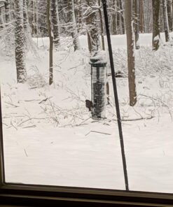 Wagner's 62050 Nyjer Seed Wild Bird Food, 10-Pound Bag 35 71UZggpICL