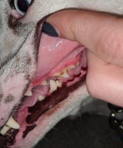 Proden PlaqueOff Dental Care for Dogs and Cats, 180gm 47 71UaFgZXzCL