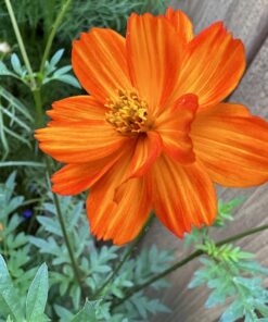 Seed Needs, Large 2.1 Ounce Package of 7,000+ Crazy Mix Cosmos Seed Mixture for Planting (Cosmos Bipinnatus Butterfly Attracting Cosmos Mixture) 10+ Varieties Open Pollinated - Bulk Large Pack (7,000 Seeds) 48 71UbNNrASkL