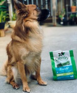 GREENIES TEENIE Natural Dog Dental Care Chews Oral Health Dog Treats Fresh Flavor, 12 oz. Pack (43 Treats) Mint Fresh 43 Count (Pack of 1) 44 71UdHx40T3L