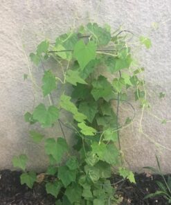 Cucumber Gherkin Mexican Sour FBA-3174 (Green) 25 Non-GMO, Heirloom Seeds 23 71UdODMgnNL