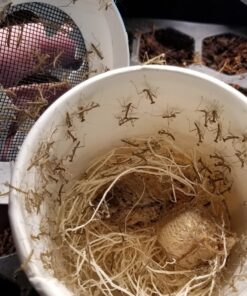 Praying Mantis Egg Case with Hatching Habitat Cup - 2 Praying Mantids Egg Cases 2 Egg Pod Habitat Cup 49 71UdYxpNsAL