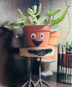 FATPLANTS 10 Living Succulent Cuttings 59 71UfjPE1OWL