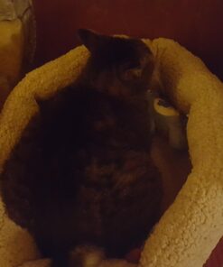 Petmate Aspen Pet Self Warming Round Bed, 19.5 Inches, Barn Red and Cream 19.5"L x 19.5"W x 7.0"Th 24 71Uiz2lB9OL