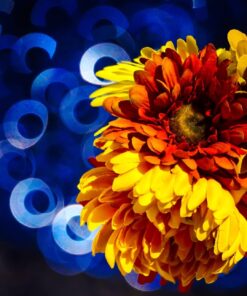 Nikon D750 FX-format Digital SLR Camera Body Body Only Base 64 71UlBOWMhgL