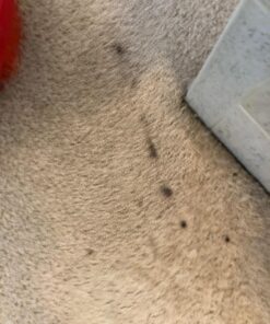 Oreck Commercial Orange Tile & Resilient Floor Scrub Brush for Orbiter Floor Machine ORB550MC, Clean Heavy-Duty Floors, 12 Inch Diameter 0.028 Inch Crimped Polypropelene Bristles, 237047, Orange Orbiter Brush 29 71UnY6V0eJL 1