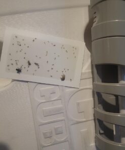 Gardner - Fly Traps Indoor for Home, Indoor Bug Trap, Plug in Bug Catcher Indoor, Fly Catcher Indoor, Gnat Traps for House Indoor Plug in, Fruit Fly Traps for Indoors, Flying Insect Trap Indoor(Grey) Light Grey 34 71UotGwj4L