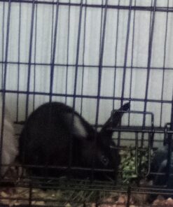 Kaytee Wafer Cut All Natural Timothy Hay for Pet Guinea Pigs, Rabbits & Other Small Animals, 60 Ounce 34 71UrL2gJ2dL