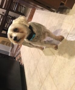 Dog Bark Collar - Stop Dogs Barking Fast! Safe Anti Barking Devices Training Control Collars, Small, Medium and Large pet deterrent. No shock, remote or citronella. Sound, vibration training device 35 71Urz6BCnsL