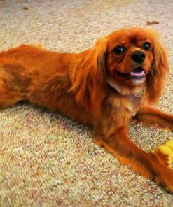 Pet Gear I-GO2 Roller Backpack, Travel Carrier, Car Seat for Cats/Dogs, Mesh Ventilation, Included Tether, Telescoping Handle, Storage Pouch 22.0"L x 13.5"W x 16.0"H 44 71UuS2r4HEL