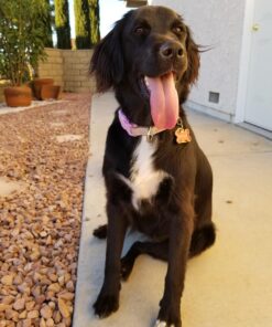 Blueberry Pet Soft & Safe 3M Reflective Neoprene Padded Adjustable Dog Collar - Baby Blue Pastel Color, Medium, Neck 14.5"-20" 61 71V30i8uWKL 2