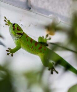 General Hydroponics MaxiGro Plant Food For Vigorous Growth, 2.2 lb 46 71V9MZrpVxL