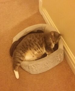 Purina Yesterday's News Non Clumping Paper Cat Litter, Unscented Low Tracking Cat Litter - 30 lb. Bag Original Texture 43 71V9bb6pciL