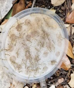 Praying Mantis (5) Egg Cases with Habitat Cup- 5 Egg Cases & 1,500 Live Ladybugs 37 71VEul8ytwL 1