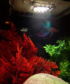 Fluval Chi II Series Aquarium Set, 5-Gallon - Aquarium Tank with Ambient LED Lighting, Flowing Water, and Elegant Design, White 5 gal 45 71VFubfFdL