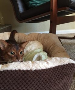 GoCat DaBird Feather Refill, Assorted Colors, Pack of 3 3 Pack 14 71VGiuA6P9L