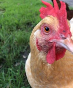 MBTP Bulk Dried Mealworms - Treats for Chickens & Wild Birds (11 Lbs) 17 71VHGtn1L