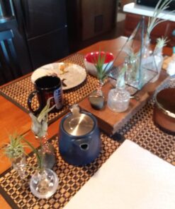 Air Plants Tillandsia Assortment 10 Pack Easy Houseplants for Beginners Small to Medium 1.5"-6"+ 24 71VHoL6ReL