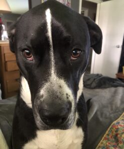 Paw Nectar Dog Paw Balm - Heals, Repairs & Restores Dry, Cracked & Damaged Paws - 100% Organic & Natural Cream Butter, Wax, Moisturizer & Protection for Dog Feet & Foot Pads - Effective & Safe - 2 Oz 42 71VI8an6JBL