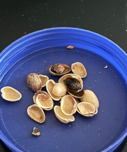 Wonderful Pistachios In Shell, Roasted and Salted Nuts - 32 Ounce Bag, Healthy Snack, Protein Snack, Pantry Staple Roasted & Salted 32 Ounce (Pack of 1) 34 71VISYgCiQL