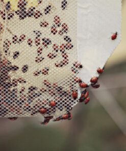 Praying Mantis (5) Egg Cases with Habitat Cup- 5 Egg Cases & 1,500 Live Ladybugs 28 71VL06aa9CL 2