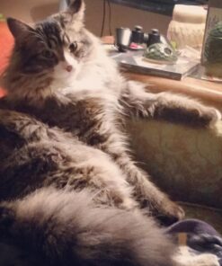 Purina ONE High Protein, Natural Dry Kitten Food, +Plus Healthy Kitten Formula - 16 lb. Bag Dry Food Chicken 16.00 Pound (Pack of 1) 36 71VMpLWAvaL