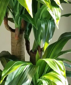 Nearly Natural 6648 4ft. Corn Stalk Dracaena Silk Plant (Real Touch),Green 31 71VO8I8w48L