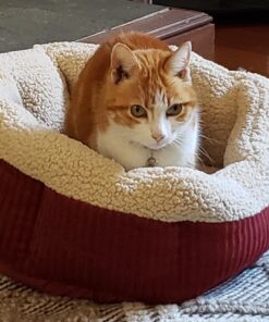 Petmate Aspen Pet Self Warming Round Bed, 19.5 Inches, Barn Red and Cream 19.5"L x 19.5"W x 7.0"Th 40 71VQti29aRL