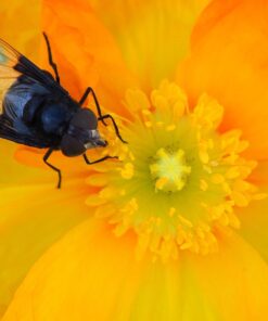 OM SYSTEM OLYMPUS M.Zuiko Digital ED 30mm F3.5 Macro For Micro Four Thirds System Camera, Compact Macro lens, 1.25x Image Maginification, Fast AF, Beautiful Bokeh Base 33 71VSMX8hJ4L