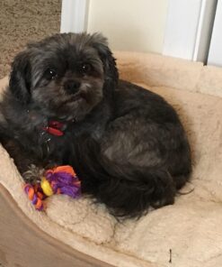 Petstages Mini Dental Chew Starter Pack for Puppies - 3 Pack Mini Chew 3 Pk 43 71VT21UONIL