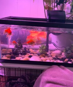 Tetra Carbon Filters for Aquariums, Fits Whisper EX Filters, Cleans Aquarium Water, 4 Count 4-Count large 43 71VWUBDb84L