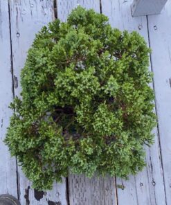 Dyna-Gro BON-008 8 oz Bonsai-Pro Liquid Plant Food, Yellow 23 71VY26A108L