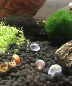Ramshorn Snails, Algae Eater, Live Snails for Freshwater Aquariums - 1/8 to 1/2 inch (10 Snails) 10 Snails 17 71VYhm4H78L