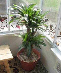 Nearly Natural 6648 4ft. Corn Stalk Dracaena Silk Plant (Real Touch),Green 45 71VYwWSbZNL