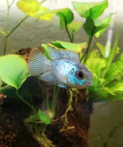 API FRESHWATER MASTER TEST KIT 800-Test Freshwater Aquarium Water Master Test Kit, White, Single, Multi-colored 39 71VbfA514gL