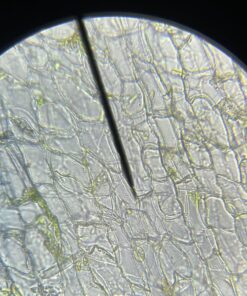 AmScope M150C-I 40X-1000X All-Metal Optical Glass Lenses Cordless LED Student Biological Compound Microscope 49 71Vd6y8D UL