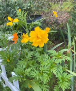 Cosmos Seeds Wildflower Mixture - Bulk 1 Ounce Packet - Over 5,000 Seeds - Pink, Yellow, Orange, Red, Purple and White Mixed Species! 1 Ounce Pouch 52 71VdeMxuDTL