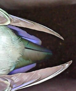 USB Snake Inspection Camera, FANTRONICS USB C Borescope, Scope Camera with 8 LED Lights for (16.4ft) OTG Android Phone, Windows PC, MacBook 47 71Vh7bPnuQL