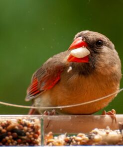 Large Clear Window Bird Feeder - Extended House with Strong Suction Cups - Steel Perch Sliding Feed Seed Tray - See Through Transparent Big Birdhouse - Wild Finch, Cardinal, Blue Jay - Cool Cat Gift 71 71Vkhp7IBdL